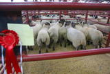 First Prize pen of Suffolk X Lambs